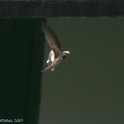 Little Swift